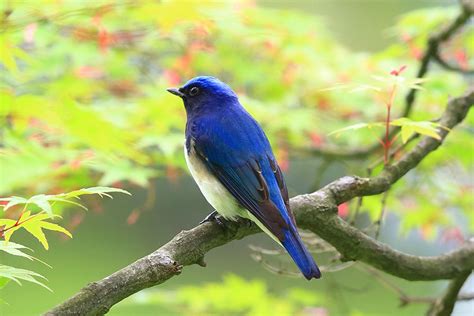 庭 鳥|野鳥図鑑 – BIRD FAN （日本野鳥の会）